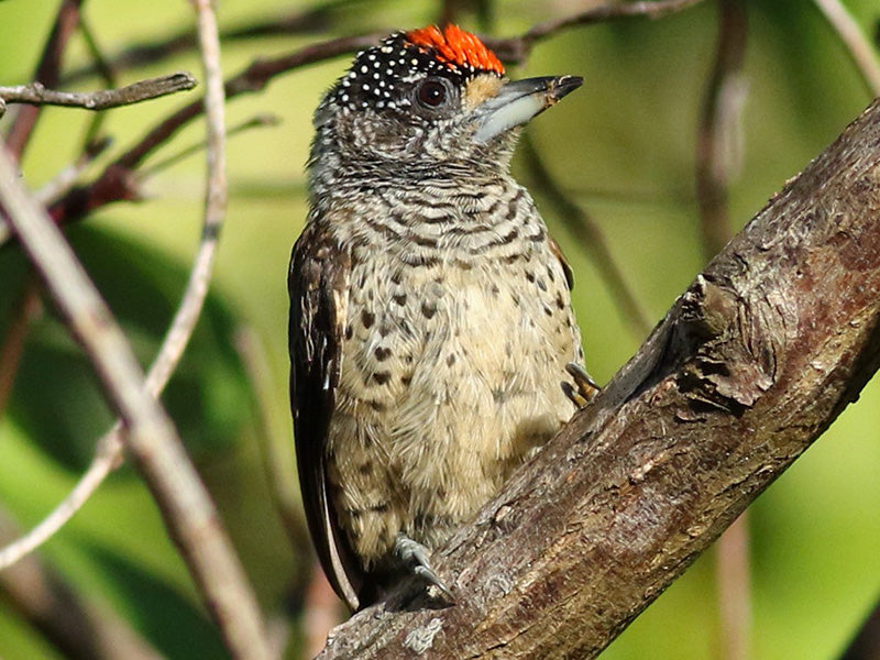 White-bellied Piculet, Picumnus spilogaster,  Carpinterito Ventriblanco