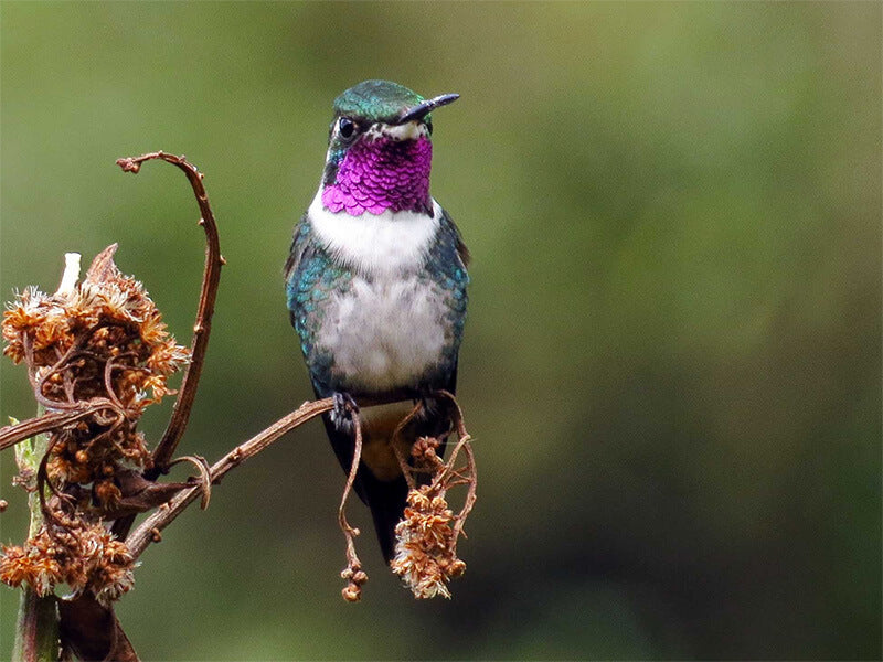 White-bellied Woodstar, Chaetocercus mulsant, Spanish name: Rumbito Buchiblanco