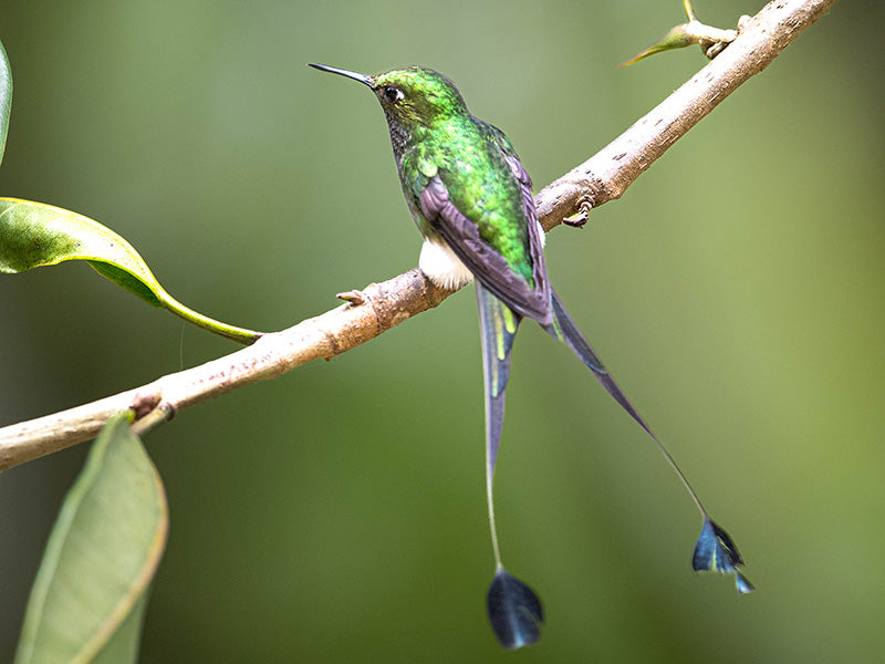 White-booted Racket-tail, Ocreatus (underwoodii) underwoodii, Cola-de-raqueta Pierniblanco
