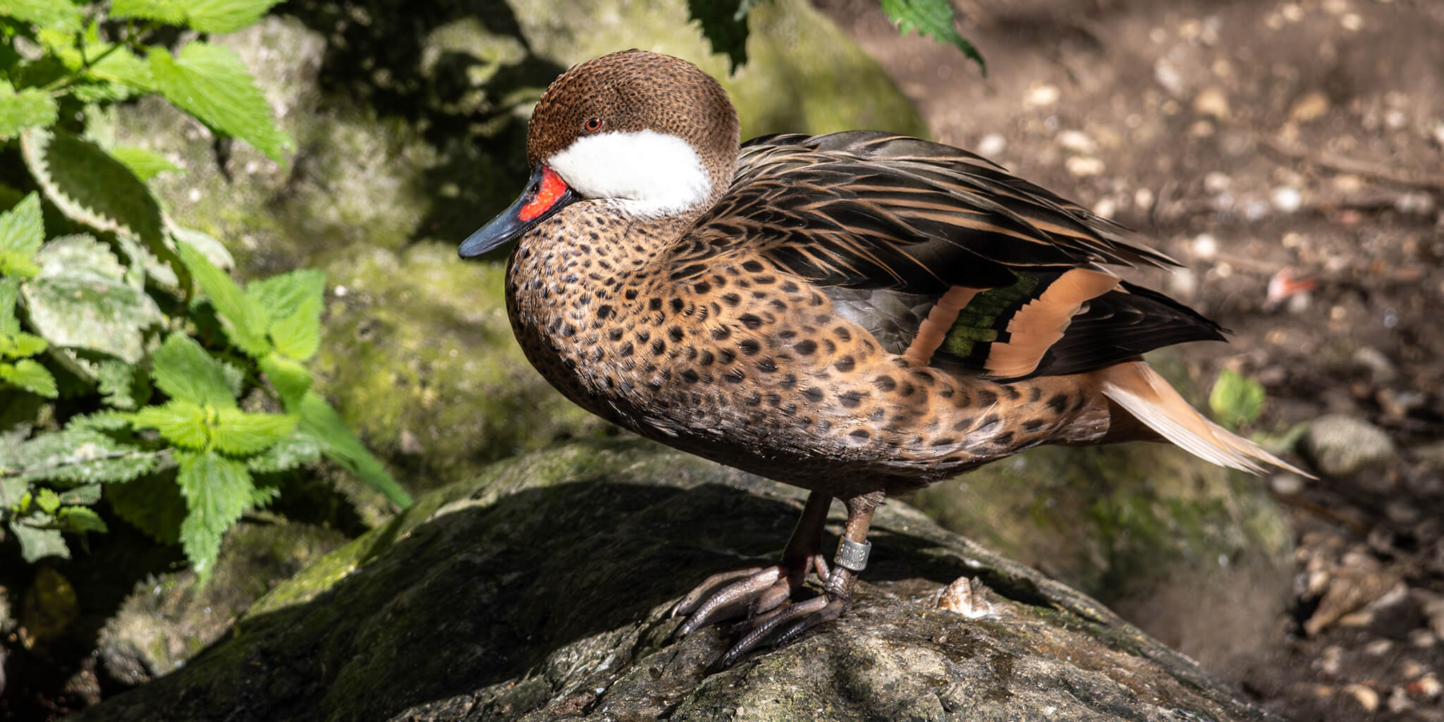 white cheeked pintail, Anas bahamensis