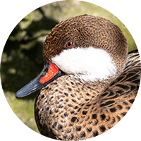 white-cheeked pintail, pato cariblanco