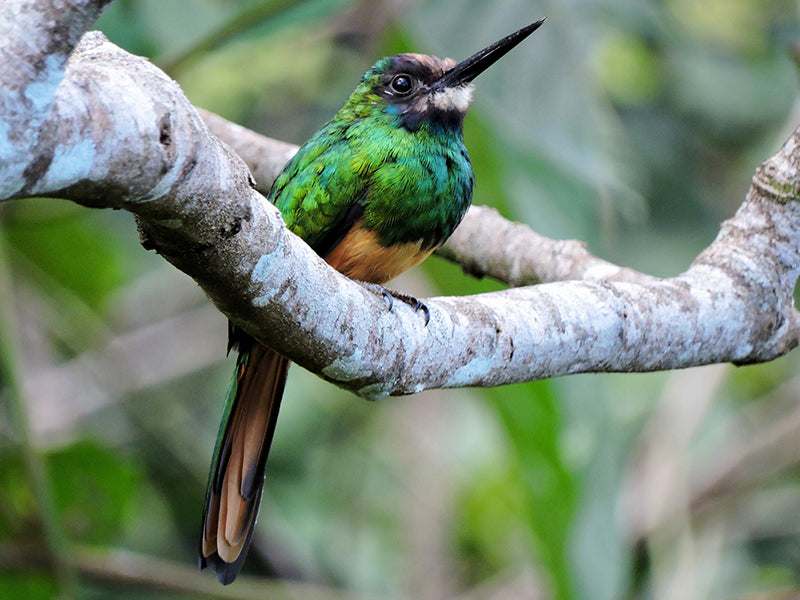 White-chinned Jacamar, Galbula tombacea, Jacamar Barbiblanco