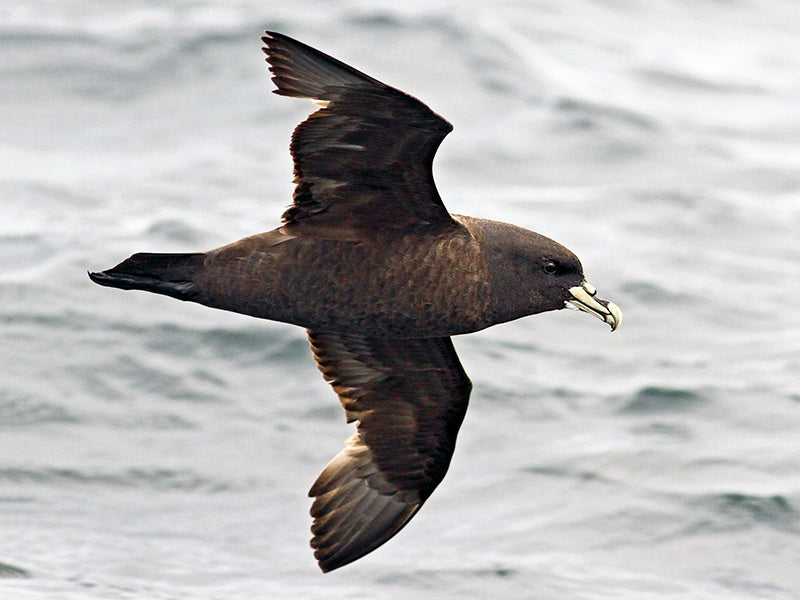 White-chinned Petrel, Procellaria aequinoctialis, Pardela Barbiblanca