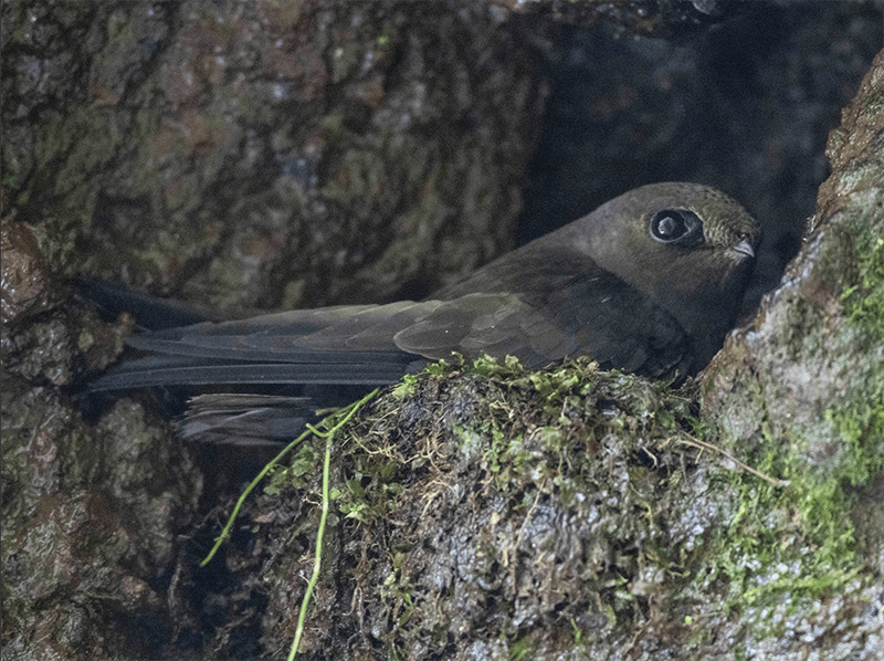 White-chinned Swift, Cypseloides criptus, Vencejo Barbiblanco