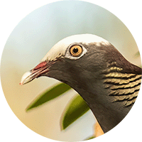 White-crowned Pigeon, Paloma Coroniblanca, Patagioenas leucocephala