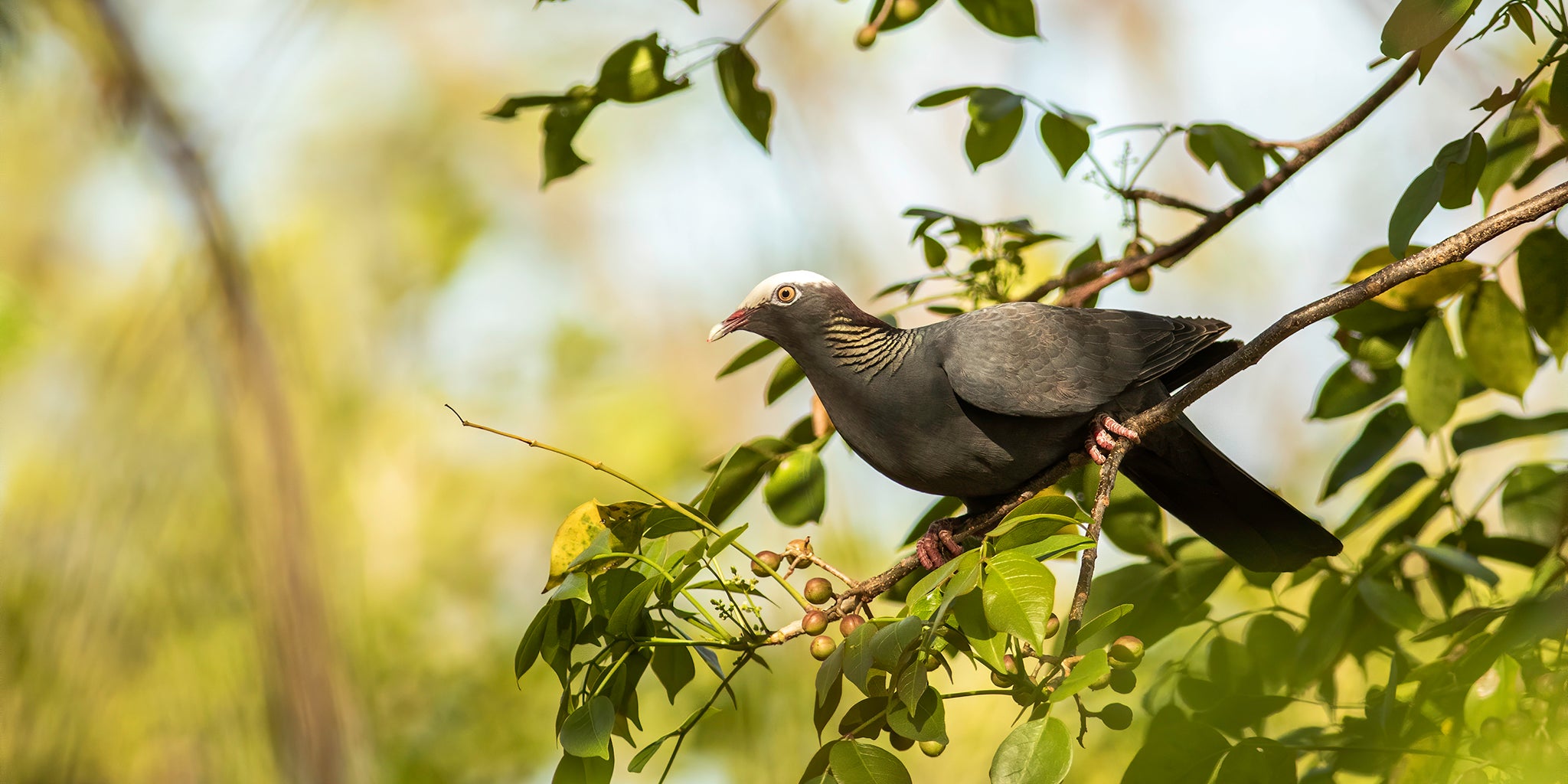 White-crowned Pigeon, Paloma Coroniblanca