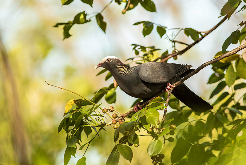 White-crowned pigeon, Patagioenas leucocephala, Paloma Coroniblanca