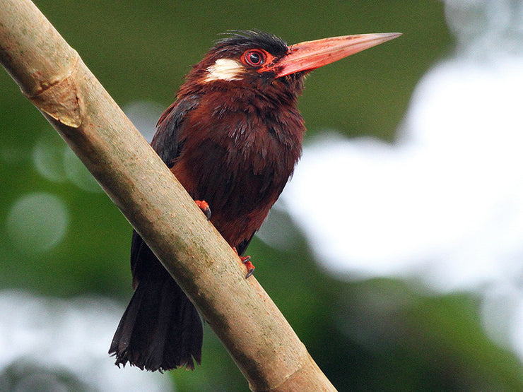 Jacamars – Birds of Colombia