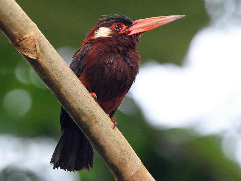 White-eared Jacamar, Galbalcyrhynchus leucotis, Jacamar Orejiblanco