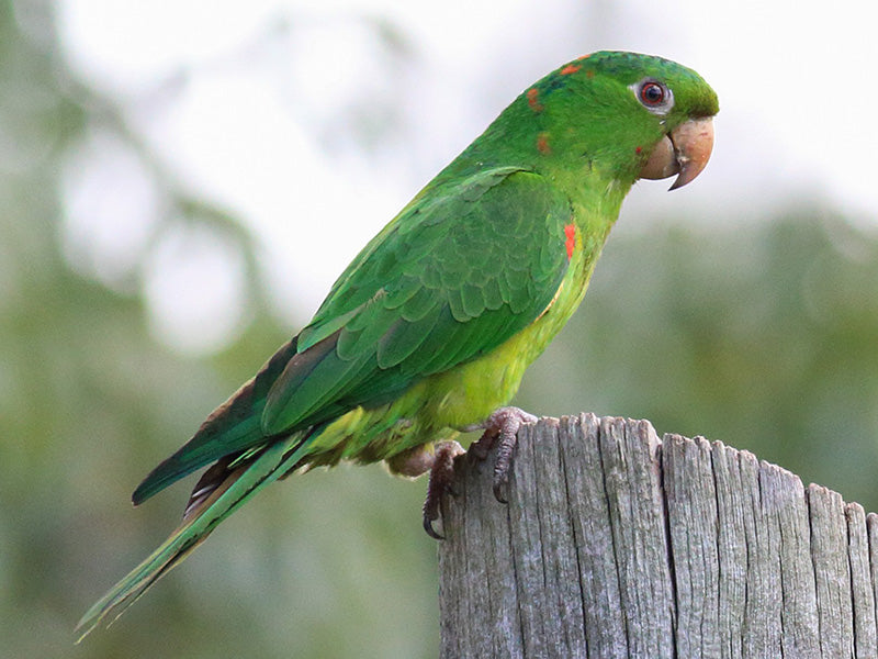 White-eyed Parakeet, Psittacara leucophthalmus, Perico Ojiblanco