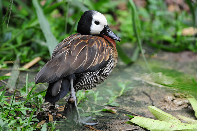 Dendrocygna viduata, white faced whistling duck, white-faced whistling-duck