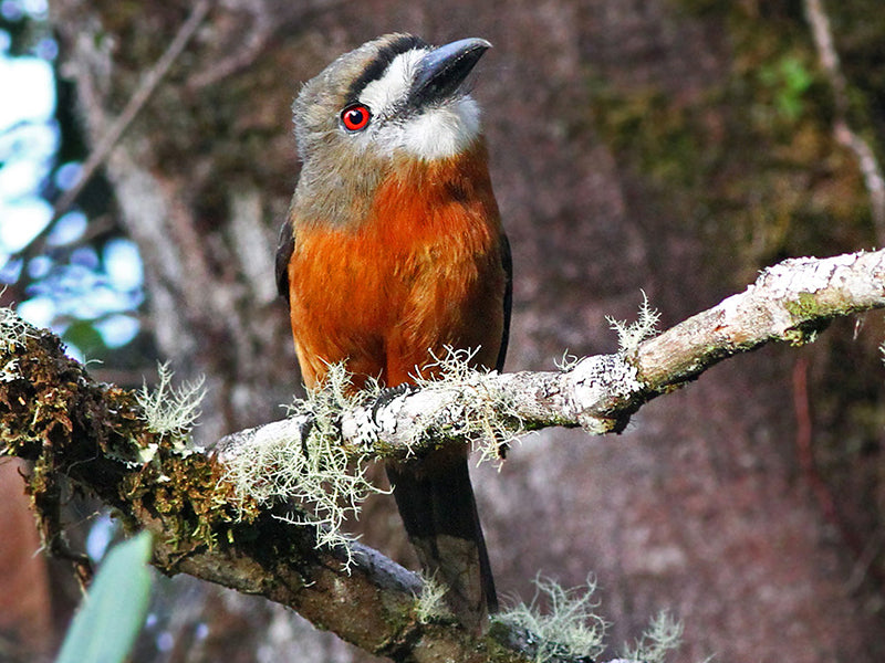 White-faced Nunbird, Hapaloptila castanea, Monjita Cariblanca