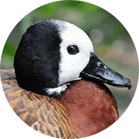 white-faced-whistling-duck-head