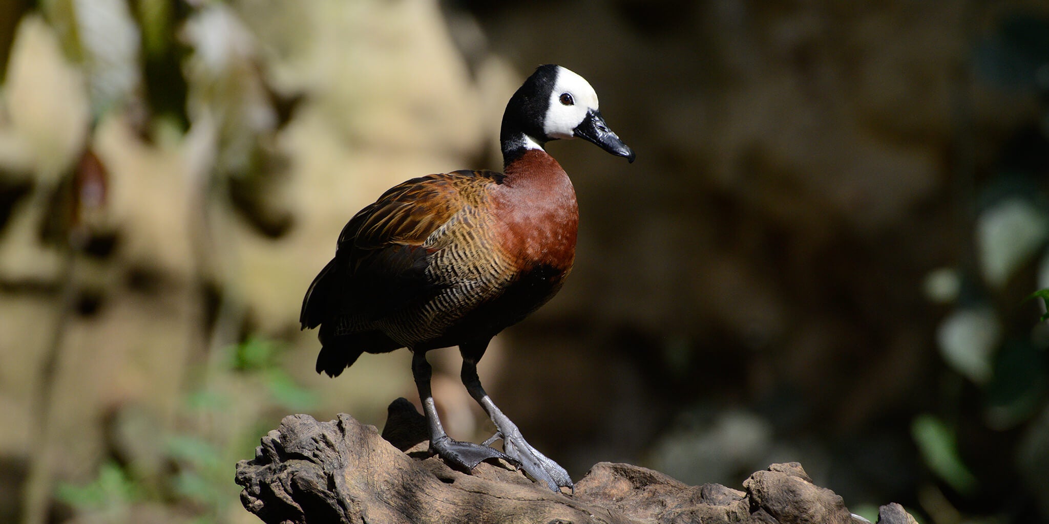 white-faced whistling duck, iguasa careta