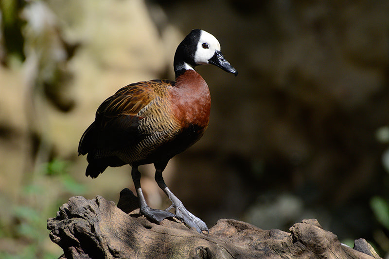 white-faced-whistling-duck, iguasa careta in Spanish 