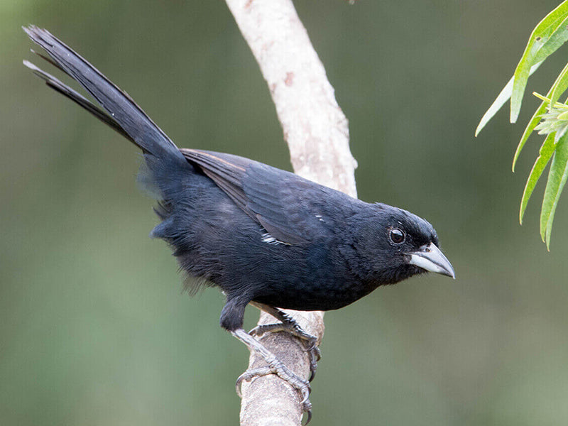 White-lined Tanager, Tachyphonus rufus, Parlotero Malcasado