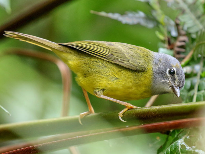 White-lored warbler, Arañero Embridado, Myiothlypis conspicillata