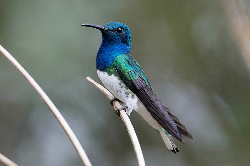 White-necked Jacobin, Florisuga mellivora, Colibrí Nuquiblanco