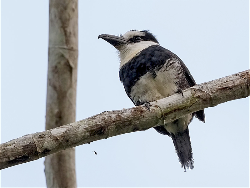 White-necked Puffbird, Notharchus hyperrhynchus, Bobo de Collar