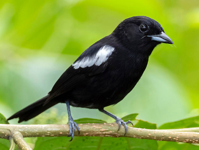 White-shouldered Tanager, Loriotus luctuosus, Parlotero Aliblanco