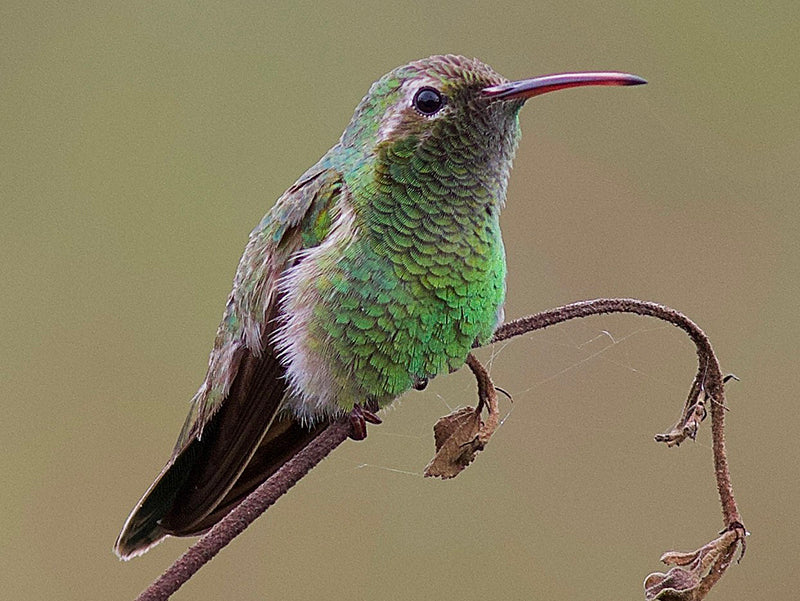 White-tailed Goldenthroat, Polytmus guainumbi, Colibrí Llan