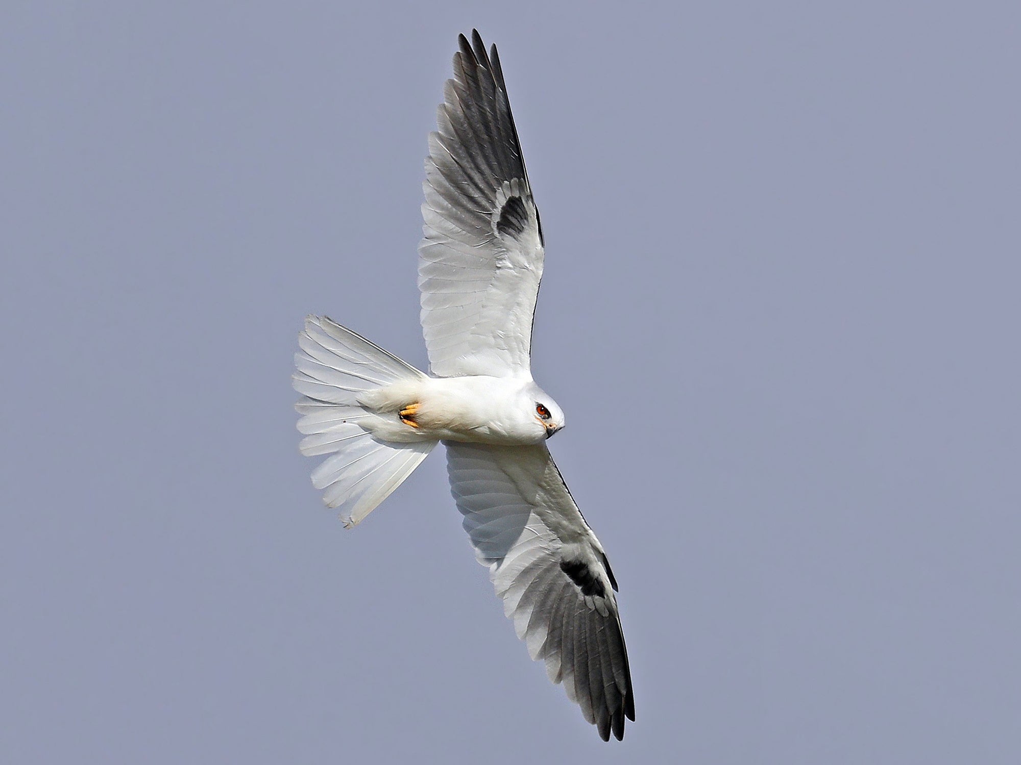 white-tailed kite,