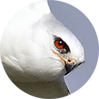 white-tailed kite