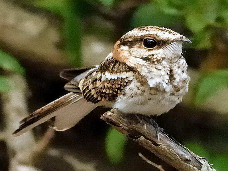 White-tailed-Nightjar, Hydropsalis cayennensis, Guardacaminos Rastrojero