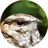 White-tailed Nightjar, Hydropsalis cayennensis, Guardacaminos Rastrojero