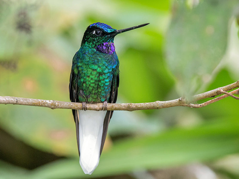 White-tailed Starfrontlet, Coeligena phalerata, Inca Coliblanco