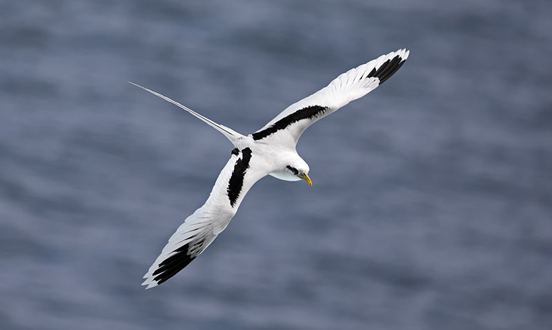 White-tailed Tropicbird, Rabijunco Piquigualdo