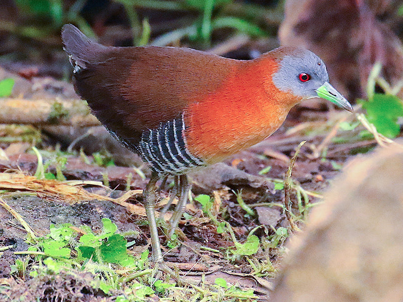 White-throated Crake, Laterallus albigularis, Polluela Gorgiblanca