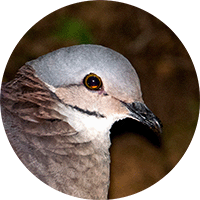 White-throated-quail-dove, Paloma-perdiz bigotuda, Zentrygon frenata