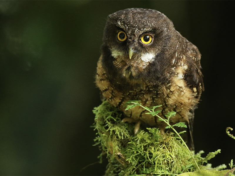 White-throated Screech-owl, Megascops gilesi, Autillo de Santa Marta