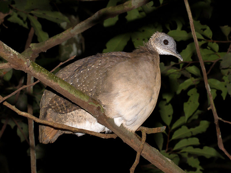 White-throated Tinamou, Tnamus guttatus Tinamú Gorgiblanco