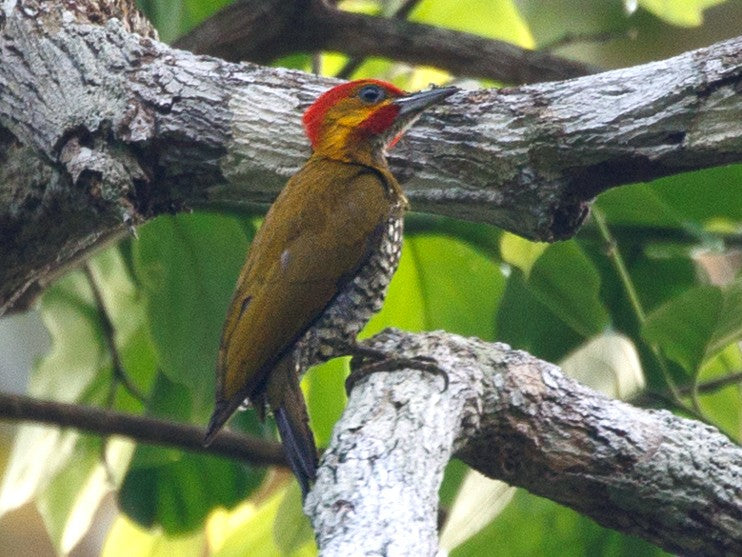 White-throated Woodpecker, Piculus leucolaemus, Carpintero Bigotudo