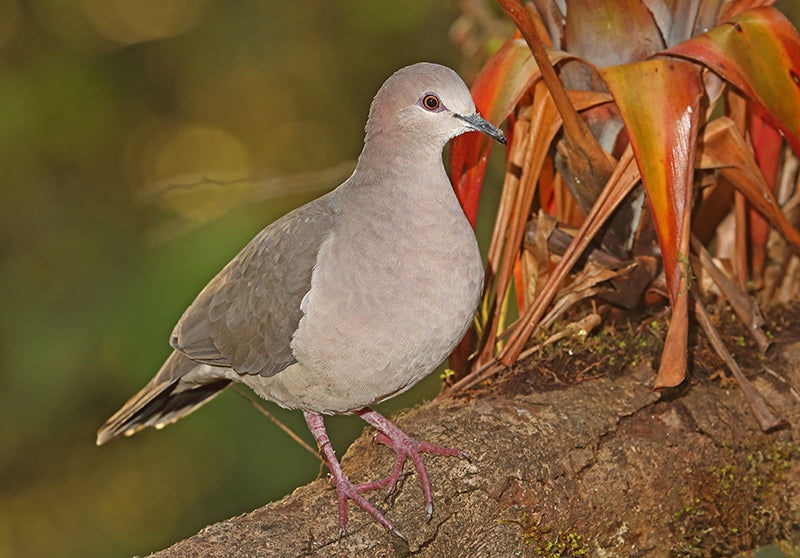 White-tipped Dove, Leptotila verreauxi, Spanish Name: Tórtola Colipinta