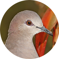 White-tipped Dove, Tórtola Colipinta, Leptotila verreauxi