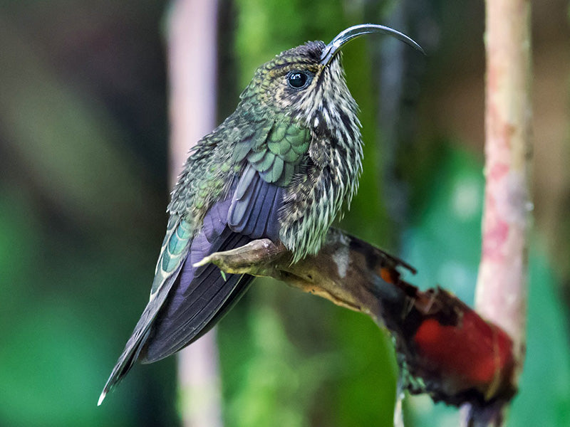 White-tipped Sicklebill,Eutoxeres aquila ,Pico-de-hoz Coliverde