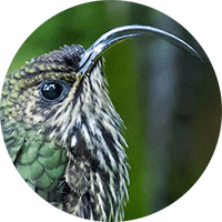 White-tipped Sicklebill, Eutoxeres aquila, Pico-de-Hoz Coliverde