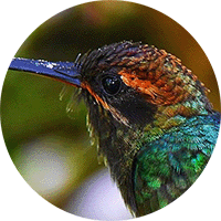 White-whiskered Hermit, Phaethornis yaruqui, Ermitaño del Pacífico