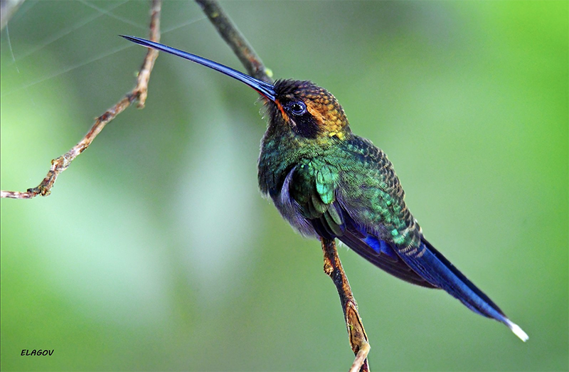 White-whiskered Hummingbird, Ermitaño del Pacífico, Phaethornis yaruqui