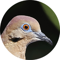 White-winged dove, Torcaza Aliblanca, Zenaida asiatica