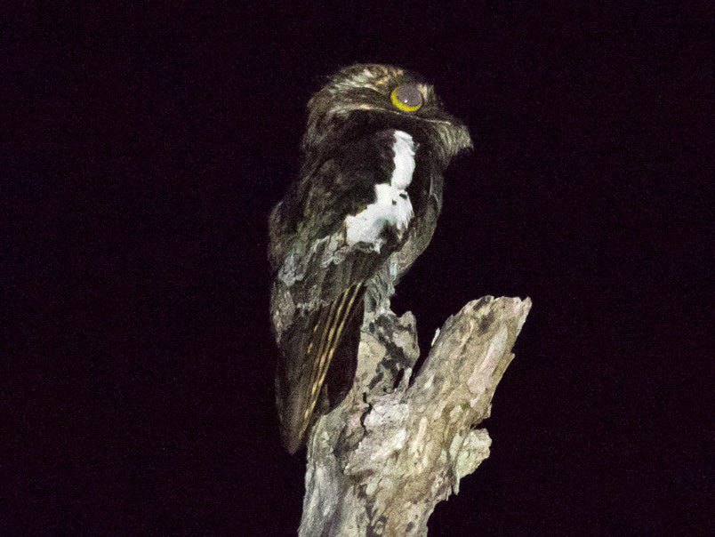 White-winged Potoo, Biemparado Aliblanco, Nyctibius leucopterus