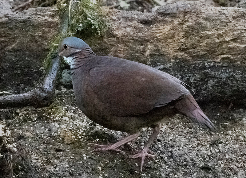 White-throated Quail-dove, Zentrygon frenata, Paloma-perdiz 