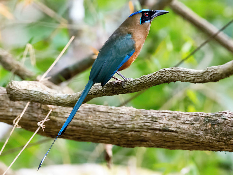 Whooping Motmot, Momotus subrufescens, Barranquero Ferina