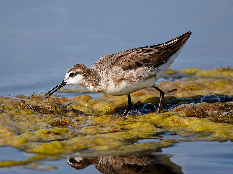 Wilson’s Phalarope, Steganopus tricolor, Faloropo Tricolor