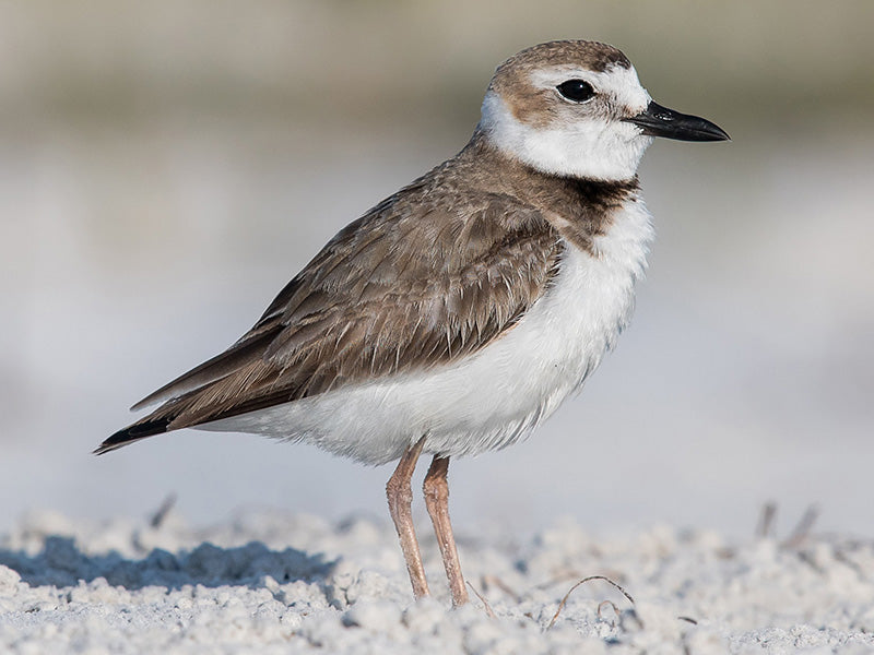 Wilson’s Plover, Charadrius wilsonia, Spanish Name: Chorlitejo Piquigrueso