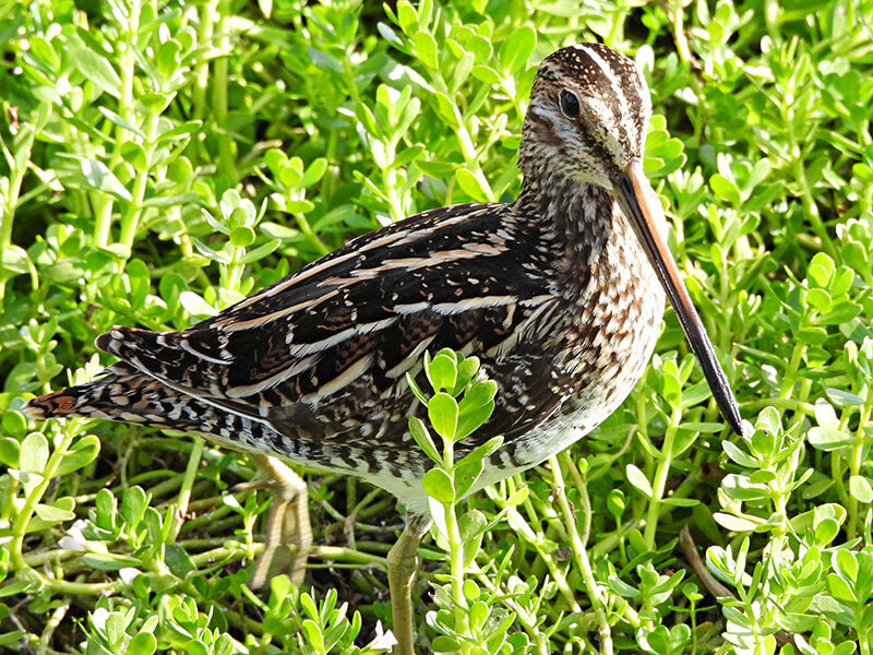 Wilson’s Snipe, Gallinago delicata, Becasina Común