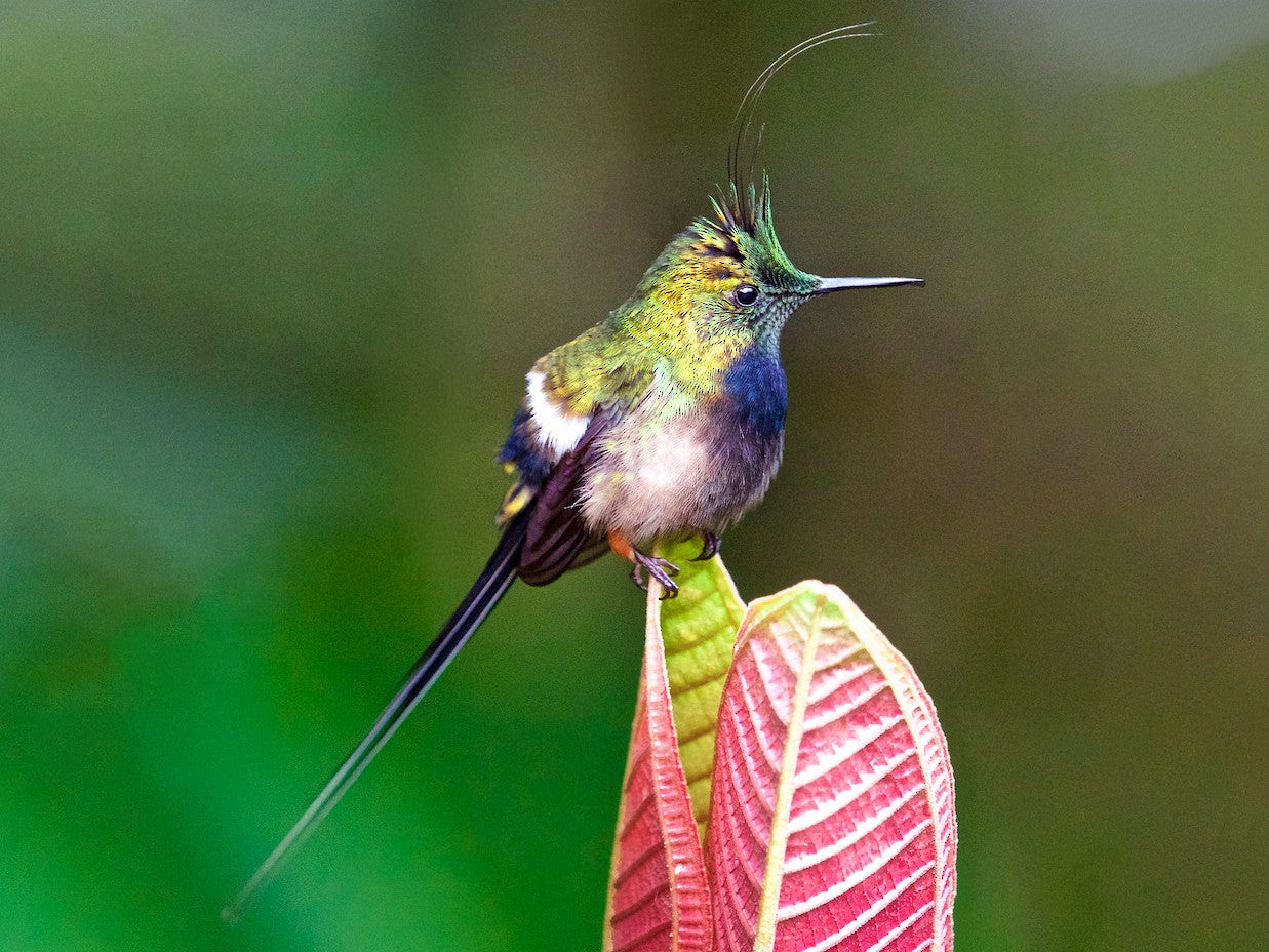 Wire-crested Thorntail, Discosura popelairii, Cola-de-lira Guamero